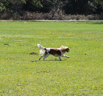 Собака и мячик /  Dog and ball