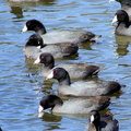 Лысухи / Coots