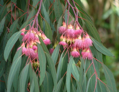 Eucalyptus / Эвкалипт