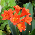 Киноварная кливия / Natal lily