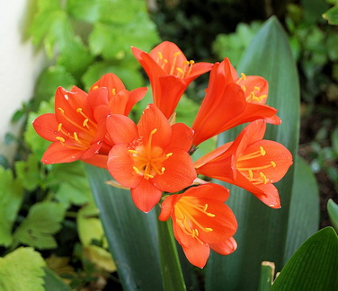 Киноварная кливия / Natal lily