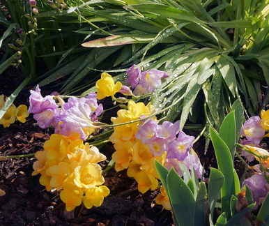 Фризия / Freesia