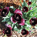 Тюльпаны / Tulips