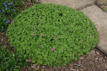 Кислица / Oxalis