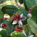 B30503b SJ05