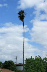Пальма / Palm tree