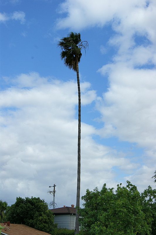 Пальма / Palm tree