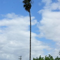 Пальма / Palm tree