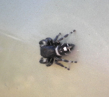 Паук / Spider