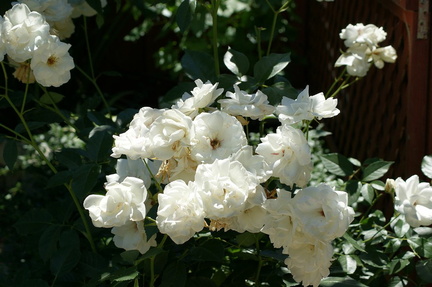 Розы / Roses