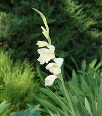 Гладиолус / Gladiolus