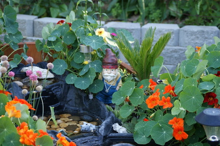 Садовый  гном / Garden gnome
