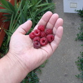 Первая малина / First raspberry