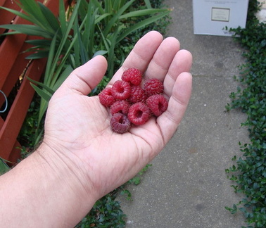 Первая малина / First raspberry