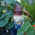 Садовый  гном / Garden gnome