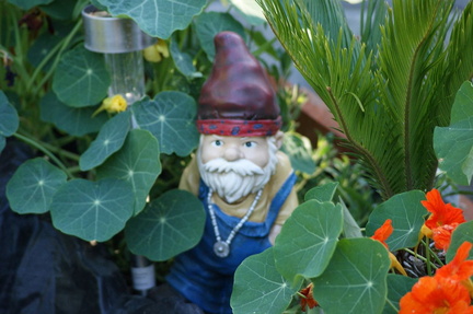 Садовый  гном / Garden gnome
