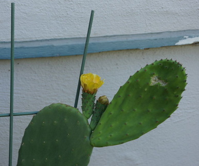 Цветы кактуса / Cactus is blooming