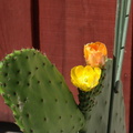 Цветы кактуса / Cactus is blooming