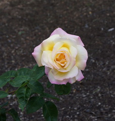 Розы из Орегона / Roses from Oregon