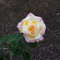 Розы из Орегона / Roses from Oregon