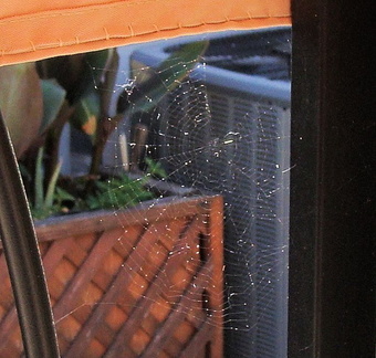 Паутина / Spider web