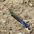 Стрекоза / Dragonfly