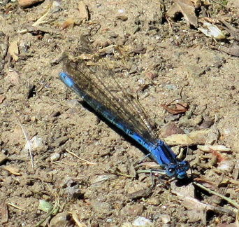 Стрекоза / Dragonfly