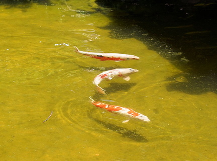 Рыбы / Fish