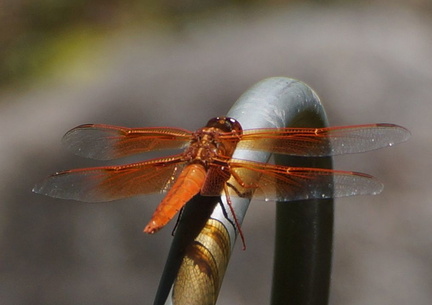 Стрекоза / Dragonfly