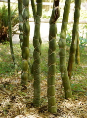 Бамбук / Bamboo