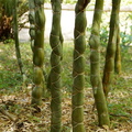 Бамбук / Bamboo