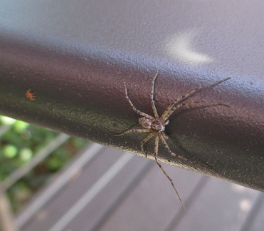 Два паука / Two spiders