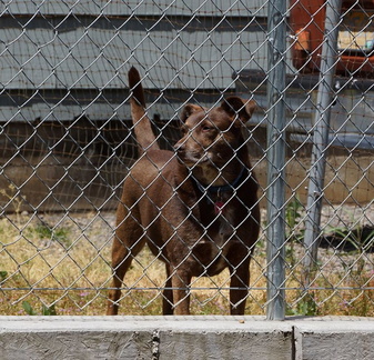 Соседская собака / Neighbor's dog