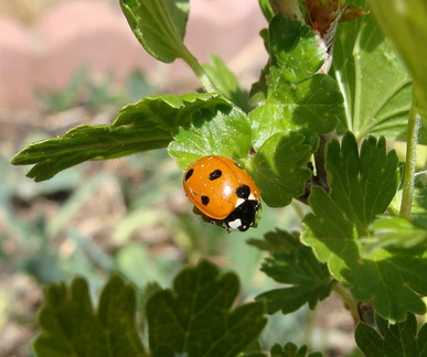 Жук / Beetle