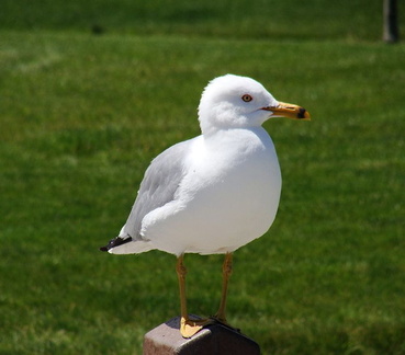 Чайка / Gull