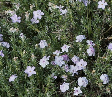 Какие-то цветы