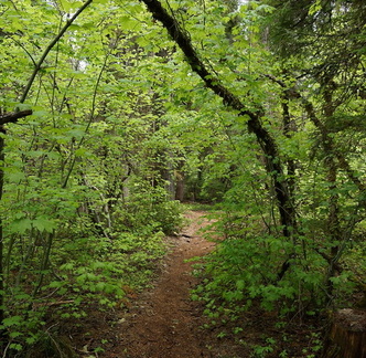 В лесу / In the forest