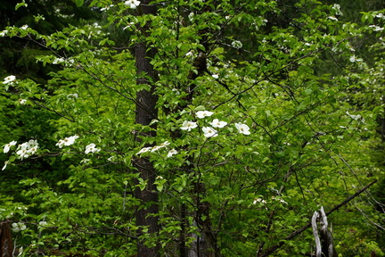 В лесу / In the forest