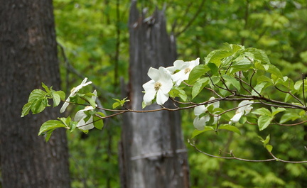 В лесу / In the forest