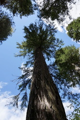 B30526c RogueRiver06