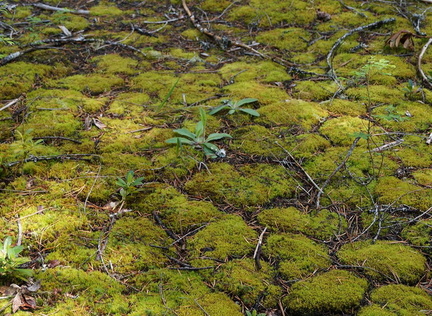 B30526d RogueRiver09