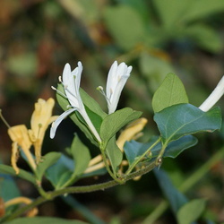 Los Gatos Creek Trail