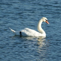 Лебедь / Swan