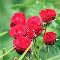 Красные розы / Red roses