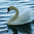 Лебедь / Swan