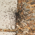 Муравьи / Ants