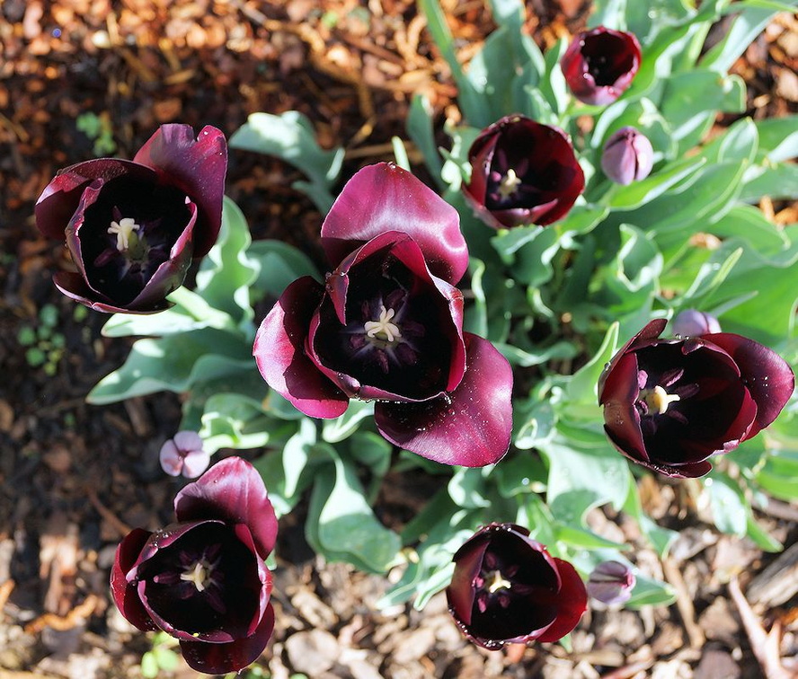 Тюльпаны / Tulips