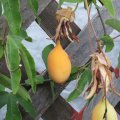 Страстоцвет или Пассифлора, редкие плоды
