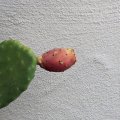 Плод кактуса, совсем почти бурый