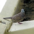 Mourning dove?